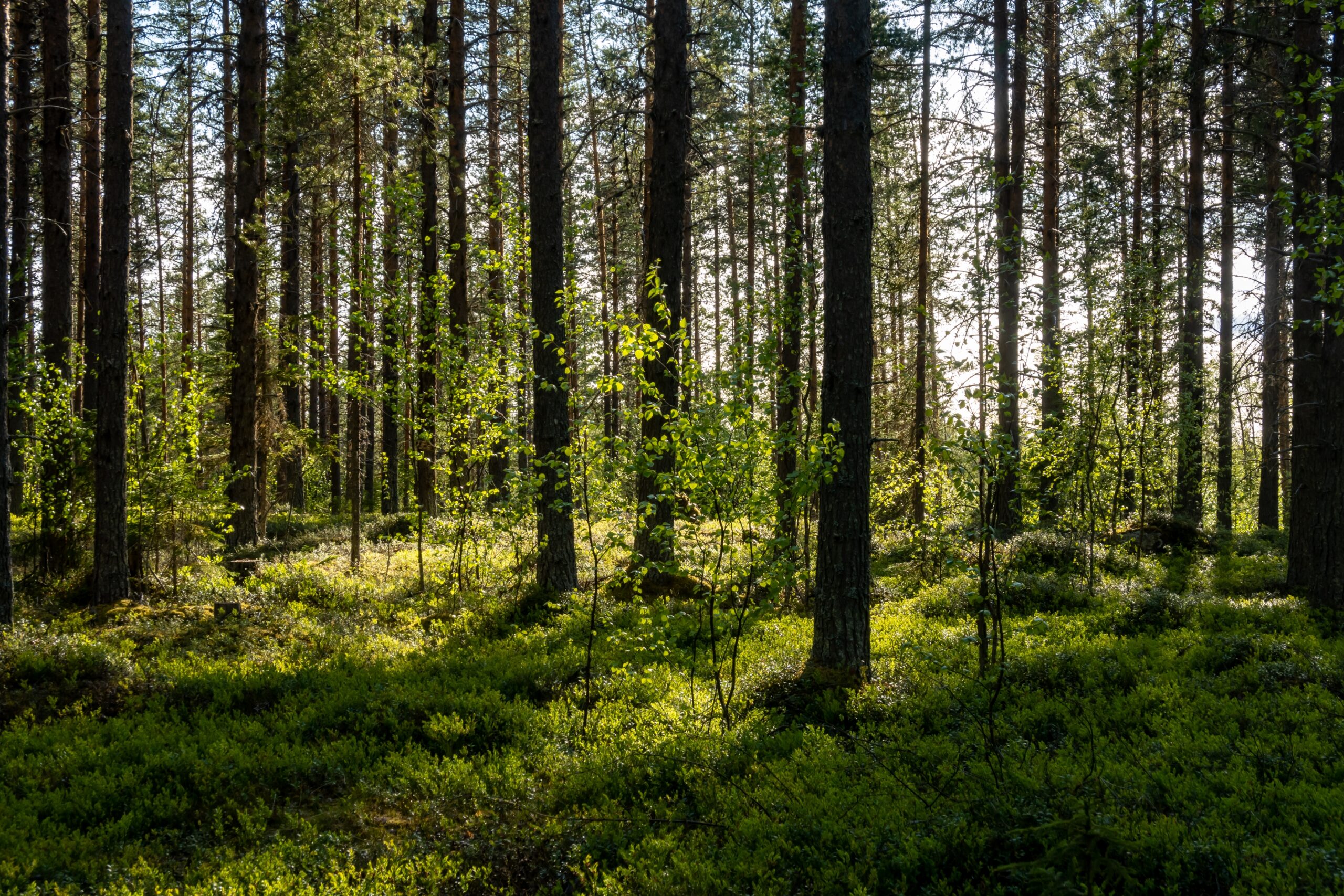 Kalvtrask,,Sweden,A,Sunny,Swedish,Forest,And,Growth.